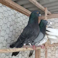 کبوتر پرش سنگین