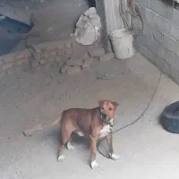 پیت بول نر فروشی