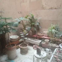 گل و کلدان|گل و گیاه طبیعی|تهران, استاد معین|دیوار