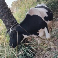 گاو هلشتاین اصل