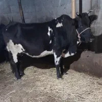 گاو گیل دورگ۶ماه حامله فقیر باتظمین