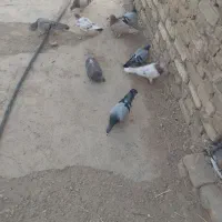 ۹تا کفتر پرشی دانه 170|پرنده|بشاریات, |دیوار