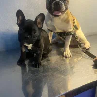 فرنچ بولداگ|سگ|ابریشم, |دیوار