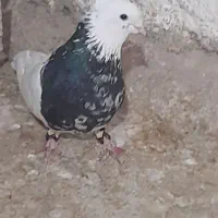 طوقی کرمانشاهی