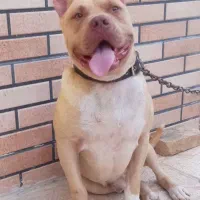 امیرکن بولی نر بابت کشش میباشد