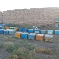 زنبور|حیوانات مزرعه|قم, باجک دو|دیوار