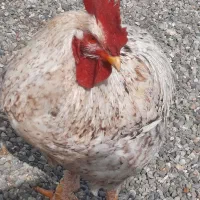 خروس نژاد دار