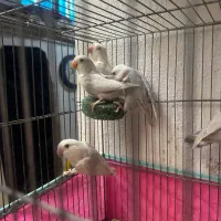 فروش یک جفت کوتوله برزیلی با ۳ جوجه