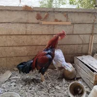 فروش خروس لاری