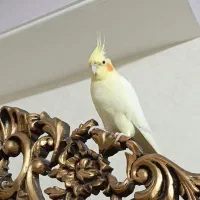 عروس هلندی ماده لوتینو بالغ