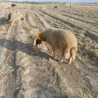 شک وزن سنجابی|حیوانات مزرعه|دره شهر, |دیوار