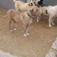 واگذاری ماده درجه یک|سگ|کاشمر, |دیوار