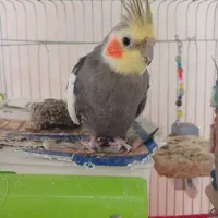 عروس هلندی نر