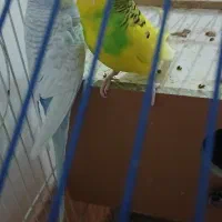 یک جفت مرغ عشق