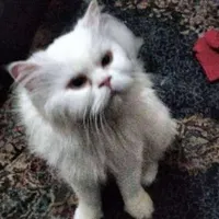 دختر پرشین