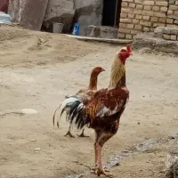 خروس