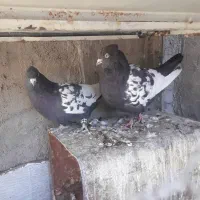 جفتی به شرط تخم جوجه|پرنده|رفسنجان, |دیوار