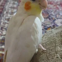 پرنده ای گم شده