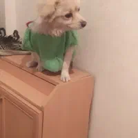 سگ پا کوتاه گم شده در هنرستان (۱۶ آبان جمعه)|حیوانات|زنجان, |دیوار