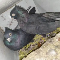 چند جفت کبوتر