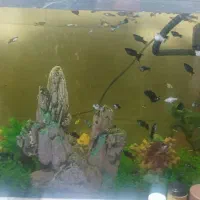 آکواریوم با ماهی فول