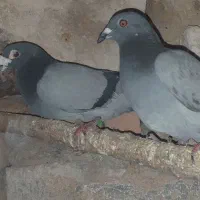 مسافتی|پرنده|تیکمه داش, |دیوار