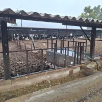 کارشناس دامپروری