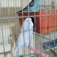 مرغ عشق|پرنده|شهرکرد, |دیوار