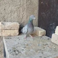 چهار عدد کبوتر|پرنده|مرودشت, استادیوم‎|دیوار