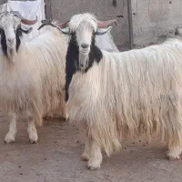 نیری سر رش کور