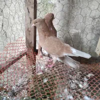 جفت کبوتر نقش ماده زرد نر سرخ نوک ریز