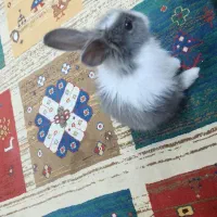 خرگوش رایگان|موش و خرگوش|فولادشهر, C3|دیوار