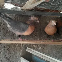 کبوتر آشینگل قیمت جفتی ۱۸۰۰۰۰۰یک میلیونو هشتصد|پرنده|کبودرآهنگ, |دیوار