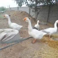 فروش قد غاز لیندا