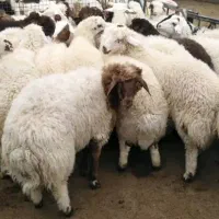 گوسفند زنده برای قربانی و ذبح بدون واسطه کف قیمت