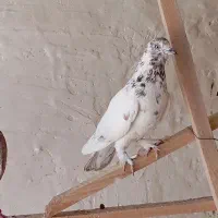 کبوتر|پرنده|سیرجان, |دیوار