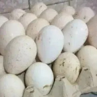 تخم بوقلمون نطفه دار