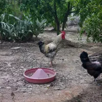 مرغ خروس قاز