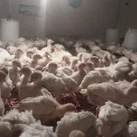 جوجه بوقلمون بیوتی ۶اصل|حیوانات مزرعه|گنبد کاووس, |دیوار