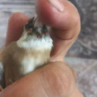 سهره عتیقه|پرنده|پاکدشت, حصار امیر|دیوار