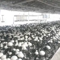 قارچ لوکس و درجه ی‌