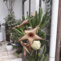 گلهای کاکتوسی