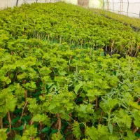 فروش انواع نهال انگور ایرانی و خارجی