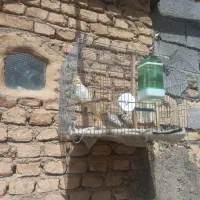 یک جفت عروس هلندی