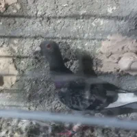 کفتر