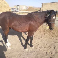 اسب نریان ۴ساله بدون سواری