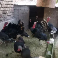 بوقلمون|حیوانات مزرعه|رفسنجان, |دیوار