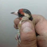 سهره چونه نخودی کروات مشکی|پرنده|اصفهان, عباس‌آباد|دیوار