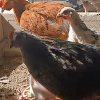 جوجه ارگانیک گلپایگانی ۳ماهه