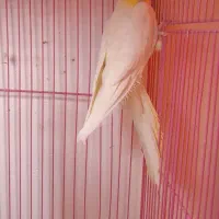 طوطی عروس باقفس|پرنده|رشت, سعدی (تختی)|دیوار